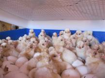 Obrázek k výrobku 125188 - Automatická líheň na vejce BOROTTO REAL 24 AUTOMATIC