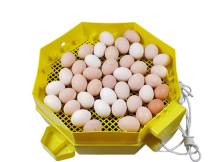 Obrázek k výrobku 125192 - Automatická líheň na vejce CLEO 5x2 DTH AUTOMATIC