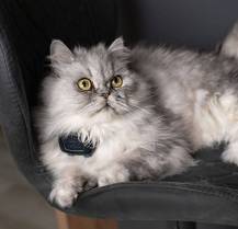 Obrázek k výrobku 129846 - DOG GPS mini lokátor pro psy