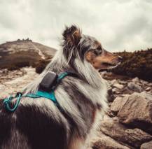 Obrázek k výrobku 129846 - DOG GPS mini lokátor pro psy