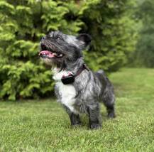 Obrázek k výrobku 129846 - DOG GPS mini lokátor pro psy