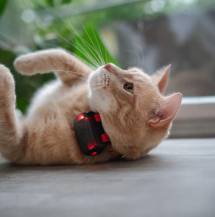 Obrázek k výrobku 129846 - DOG GPS mini lokátor pro psy