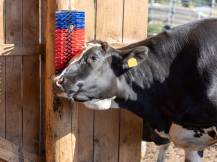 Obrázek k výrobku 125270 - Drbadlo kartáčové, půlkulaté KERBL 293100, 22x50x9cm