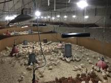 Obrázek k výrobku 125357 - Infrazářič závěsný SYNER LCA 750 W pro kuřata, selata, hříbata, telata