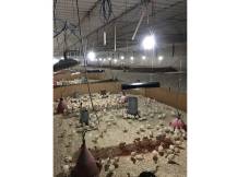 Obrázek k výrobku 125357 - Infrazářič závěsný SYNER LCA 750 W pro kuřata, selata, hříbata, telata