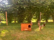 Obrázek k výrobku 125374 - Kachník  DUCKY S