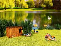 Obrázek k výrobku 125374 - Kachník  DUCKY S