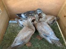 Obrázek k výrobku 125376 - Kachník KERBL 82809 DUCK TOWN