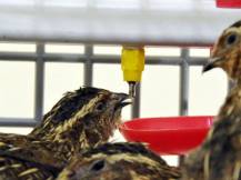 Obrázek k výrobku 125402 - Klec pro křepelky CIMUKA BYK-03-3K