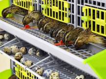 Obrázek k výrobku 125403 - Klec pro křepelky CIMUKA BYK-03-4K