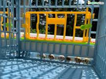 Obrázek k výrobku 125403 - Klec pro křepelky CIMUKA BYK-03-4K