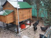 Obrázek k výrobku 119889 - Kurník pro slepice POLLY CLASSIC 2XL