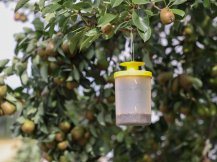 Obrázek k výrobku 126387 - Lapač much včetně návnady KERBL CIT FLYCAGE3