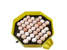 Obrázek k výrobku 125537 - Líheň na vejce CLEO 5x2 DTH