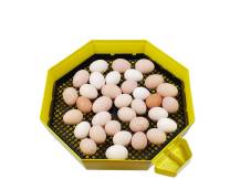 Obrázek k výrobku 125537 - Líheň na vejce CLEO 5x2 DTH