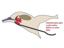 Obrázek k výrobku 125604 - Nerezová lžíce k vyvržení vnitřností SPIUMATRICE DIT EV