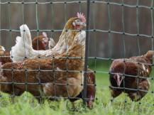 Obrázek k výrobku 125608 - Nevodivá síť pro drůbež KERBL 292411 PREMIUM, 122 cm x 50 m / 2 hroty