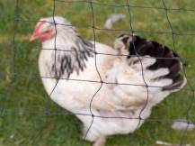 Obrázek k výrobku 125649 - Ochranná síť proti dravcům KERBL 73156, 20x10 m