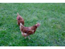 Obrázek k výrobku 125649 - Ochranná síť proti dravcům KERBL 73156, 20x10 m