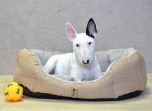 Obrázek k výrobku 72276 - PELÍŠEK Ben - 65 cm