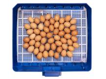 Obrázek k výrobku 125701 - Plně automatická líheň na vejce BOROTTO LUMIA 56 EXPERT