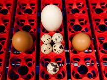 Obrázek k výrobku 125704 - Plně automatická líheň na vejce BOROTTO REAL 49 EXPERT