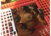 Obrázek k výrobku 125761 - Přepravní box na živou drůbež CRATE MOD A1 - 95,5x57x27,5cm