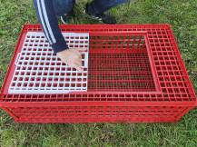 Obrázek k výrobku 125761 - Přepravní box na živou drůbež CRATE MOD A1 - 95,5x57x27,5cm
