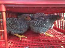 Obrázek k výrobku 125763 - Přepravní box na živou drůbež CRATE MOD B2 - 95,5x57x32,5cm