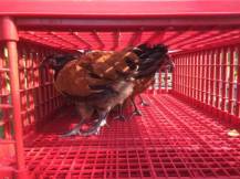 Obrázek k výrobku 125763 - Přepravní box na živou drůbež CRATE MOD B2 - 95,5x57x32,5cm