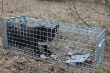 Obrázek k výrobku 125742 - Profesionální past na lišky, kuny, vydry a kočky TRAP ST118x34x34V1