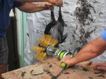 Obrázek k výrobku 125896 - Škubačka drůbeže na vrtačku JOSAS JO24