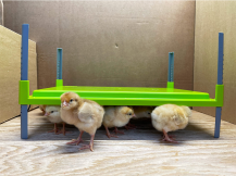 Obrázek k výrobku 126390 - Výhřevná topná deska pro drůbež - CALEO 700 - 30,5x23cm